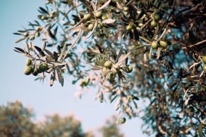 olivenbaum-olivenoel